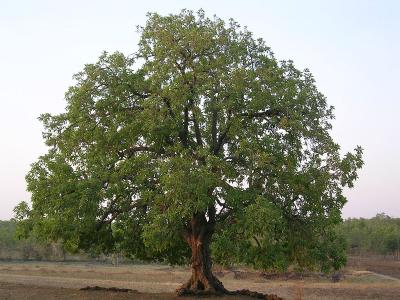 मोहफुलांचे काय करु या ?  व्‍यसन की पोषण ?