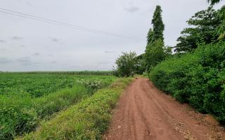 प्रिय सुवर्णसंध्या, शुभेच्छा वाढदिवसाच्या 